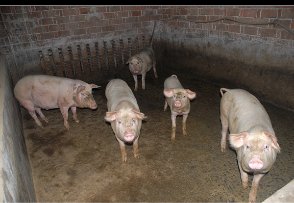 有機肥設備有效解決農村養殖糞便